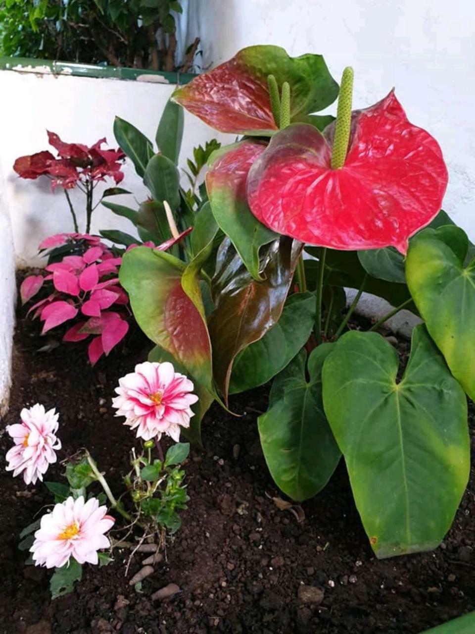 Apartamentos Florida Gran Canaria Adults Only เปอร์โตริโก ภายนอก รูปภาพ